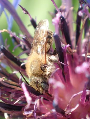 Réf. 299 995 : Osmia sp.